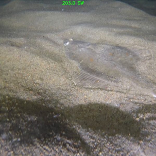 ALPHAROV D150 Remotely operated vehicle EPRONS ROV underwater drone (4)